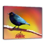 The Blue Bird Canvas 20  x 16  (Stretched)