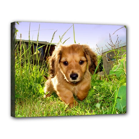 Puppy In Grass Canvas 14  x 11  (Stretched) from UrbanLoad.com