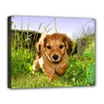 Puppy In Grass Canvas 14  x 11  (Stretched)