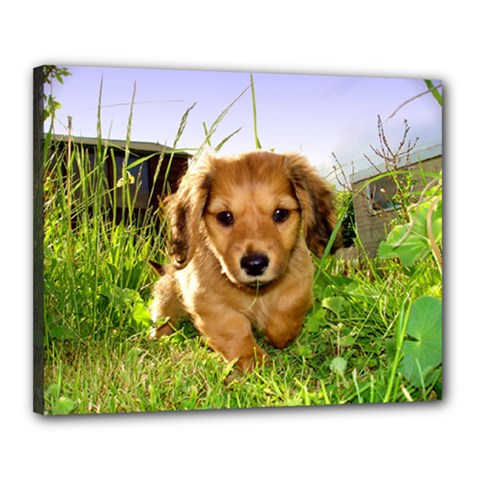 Puppy In Grass Canvas 20  x 16  (Stretched) from UrbanLoad.com