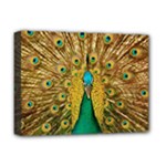 Peacock Feather Bird Peafowl Deluxe Canvas 16  x 12  (Stretched) 