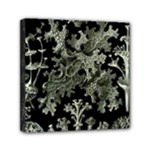 Weave Haeckel Lichenes Photobionten Mini Canvas 6  x 6  (Stretched)