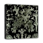 Weave Haeckel Lichenes Photobionten Mini Canvas 8  x 8  (Stretched)