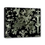 Weave Haeckel Lichenes Photobionten Canvas 10  x 8  (Stretched)