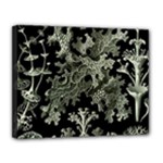 Weave Haeckel Lichenes Photobionten Canvas 14  x 11  (Stretched)