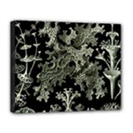 Weave Haeckel Lichenes Photobionten Deluxe Canvas 20  x 16  (Stretched)