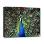 Peacock Bird Feathers Pheasant Nature Animal Texture Pattern Deluxe Canvas 20  x 16  (Stretched)