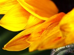 yellow sunflower click view