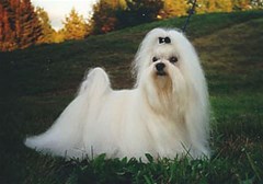 maltese