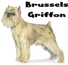 brussels griffon2