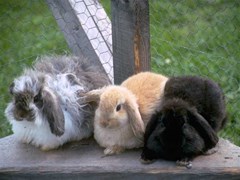 rabbits 640x480