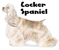 cocker spaniel2