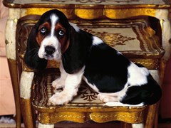 table topper basset hound