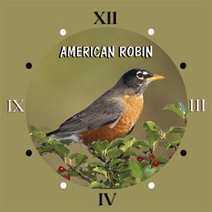american robin