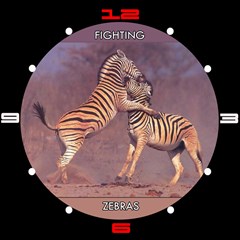 zebra fight