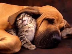 cat and dog best friend