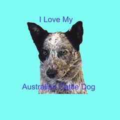 australian cattle dog
