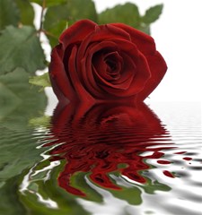 red rose reflections