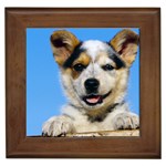 Australian Cattle Puppy - Quality Dog Lovers Framed Tile