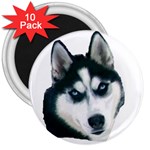 husky 3  Magnet (10 pack)