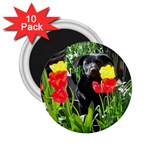 Black GSD Pup 2.25  Button Magnet (10 pack)