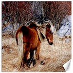 Pretty Pony Canvas 12  x 12  (Unframed)