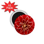 Red Dahila 1.75  Button Magnet (10 pack)
