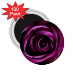 Deep Purple Rose 2.25  Button Magnet (100 pack)