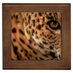 Tiger Eye Framed Tile