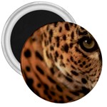 Tiger Eye 3  Magnet