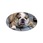 English Bulldog Sticker Oval (10 pack)