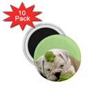 cute dog 1.75  Magnet (10 pack) 