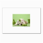 cute dog Postcards 5  x 7  (Pkg of 10)