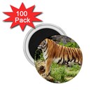 tiger1 1.75  Magnet (100 pack) 