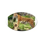 tiger1 Sticker Oval (100 pack)