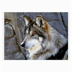 Mexican Wolf Glasses Cloth (Large)
