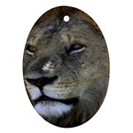 Lion Ornament (Oval)