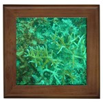 Coral Framed Tile