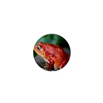 Red Frog 1  Mini Button