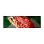 Red Frog Sticker (Bumper)