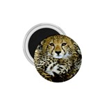 Cheetah 1.75  Magnet