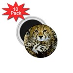 Cheetah 1.75  Magnet (10 pack) 