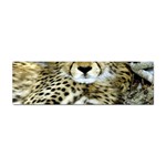 Cheetah Sticker Bumper (100 pack)