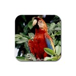 Macaw Bird D3 Rubber Square Coaster (4 pack)