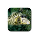 Trunk fish Rubber Square Coaster (4 pack)