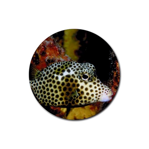 Trunk fish D2 Rubber Round Coaster (4 pack) from UrbanLoad.com Front