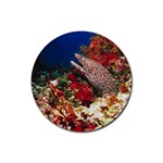 Moray Eel Fish D2 Rubber Round Coaster (4 pack)