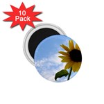 Summer Sunflower 1.75  Magnet (10 pack) 