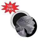 Classic beauty 1.75  Magnet (100 pack) 