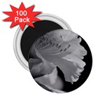 Classic beauty 2.25  Magnet (100 pack) 